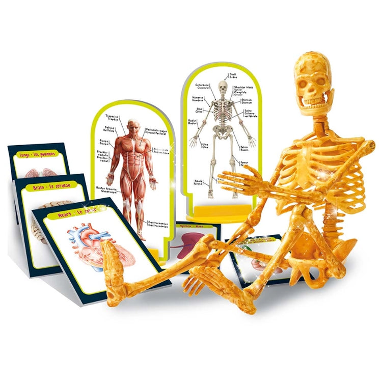 I'm A Genius Human Body