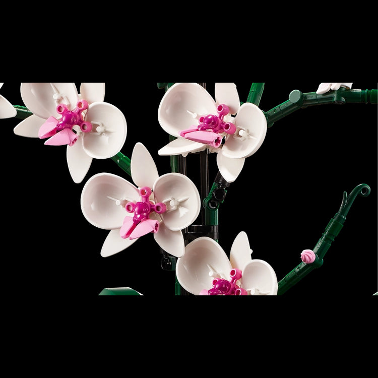 Orchid- 608 Pcs